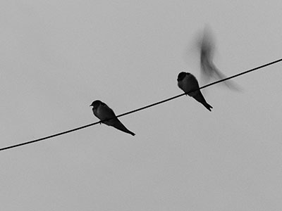 Photo d'oiseaux sur un fil électrique